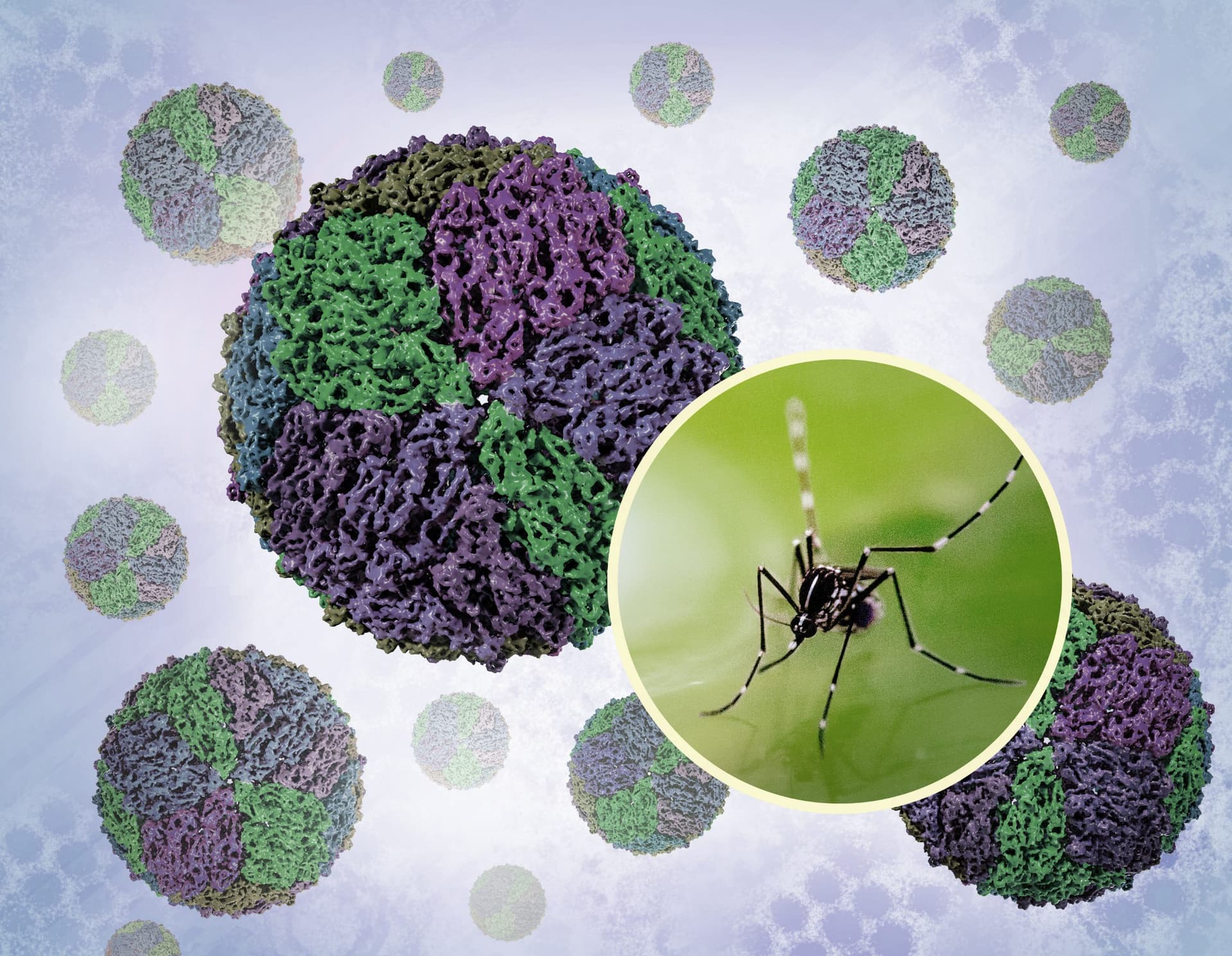 mosquito e o vírus da dengue