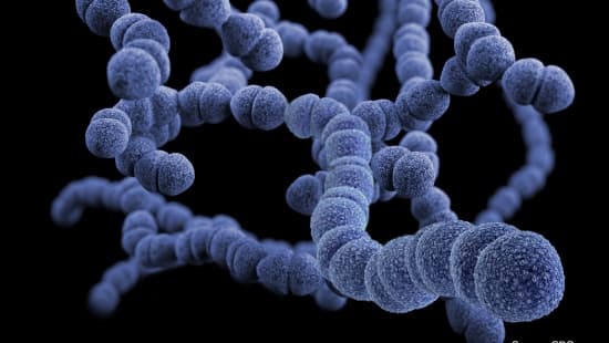 Streptococus Pneumonia